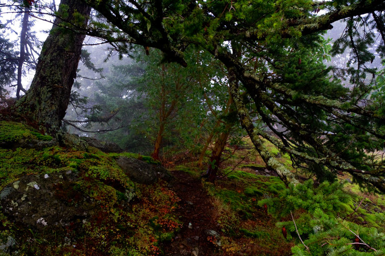 foggy path, fer … sheesh