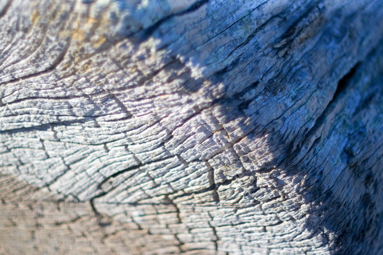 the edge of a driftwood log