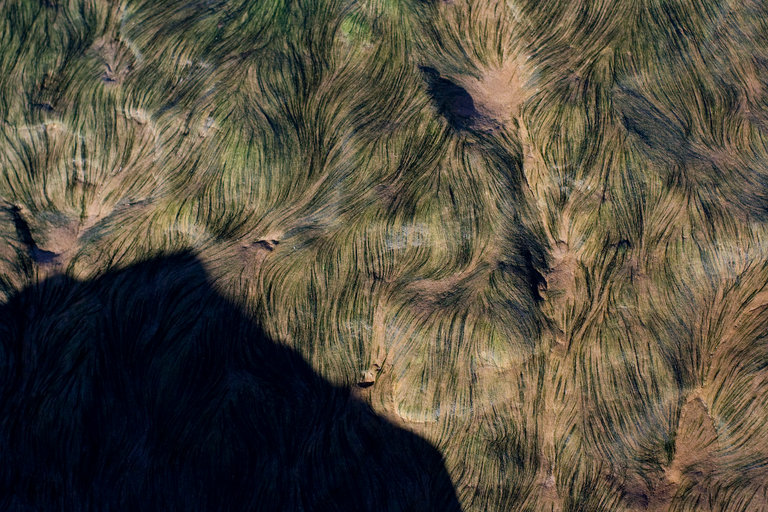 little strands of seaweed on rock