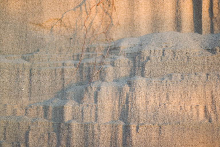 sand and roots