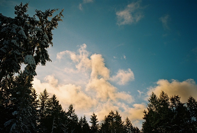 snowy treeline