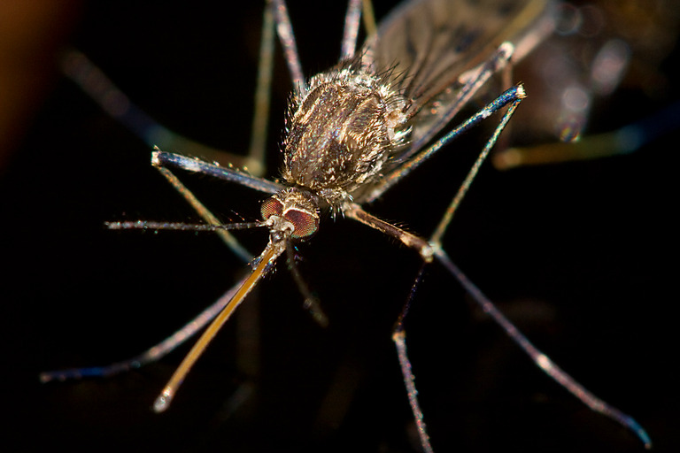 female mosquito