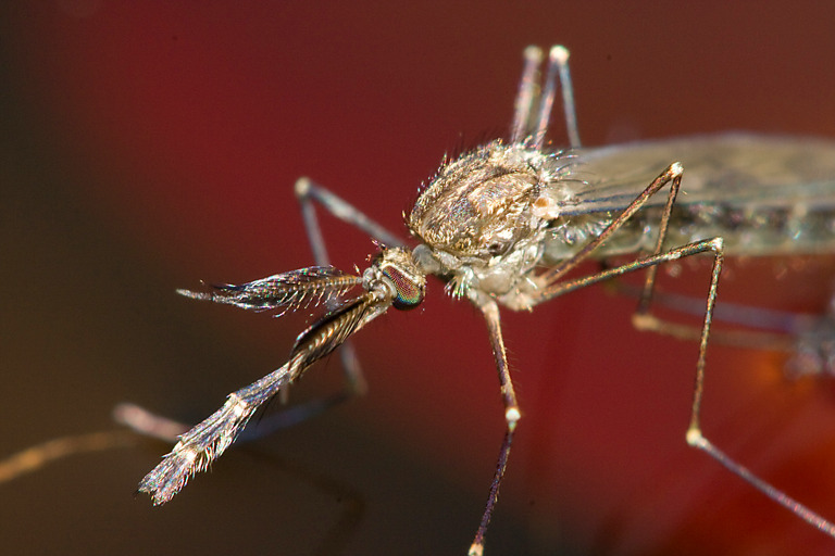 male mosquito