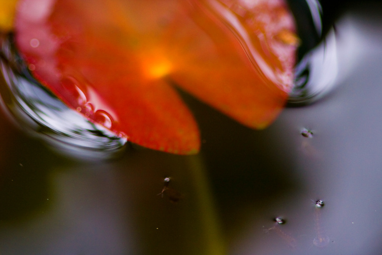 some mosquito larvae