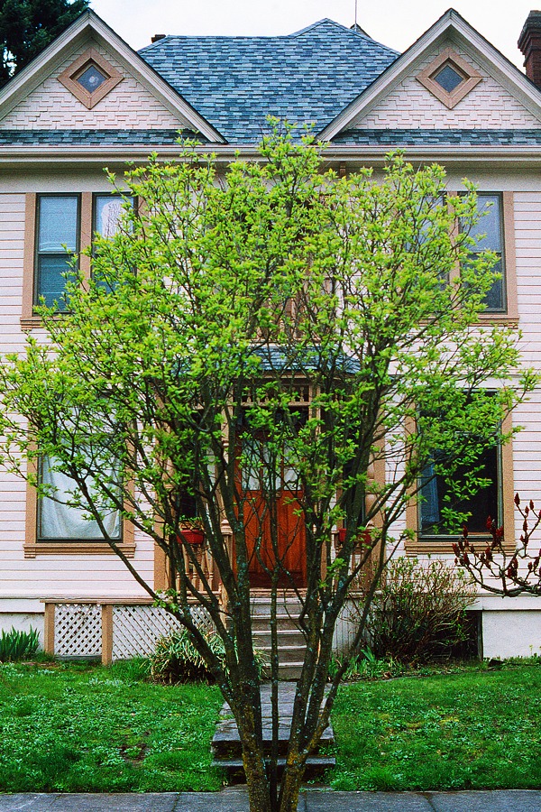 Portland, spring 2008