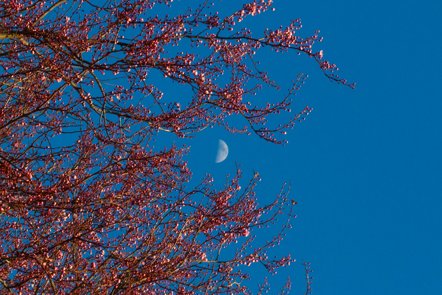 Portland, 21 February 2010